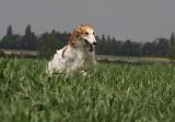 BARZOI 128